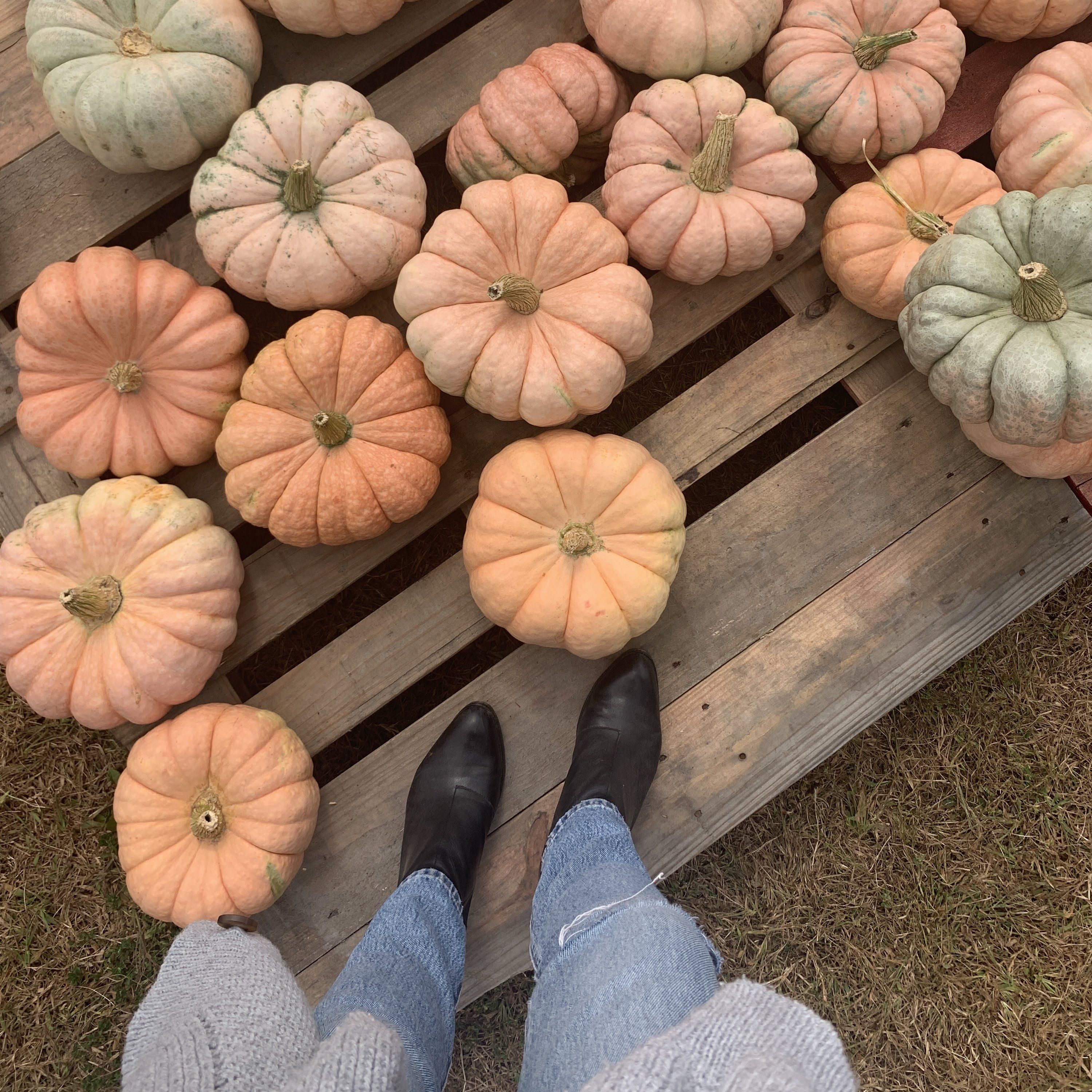 Cinderella Pumpkins, Katie Dean Jewelry apple orchard visit
