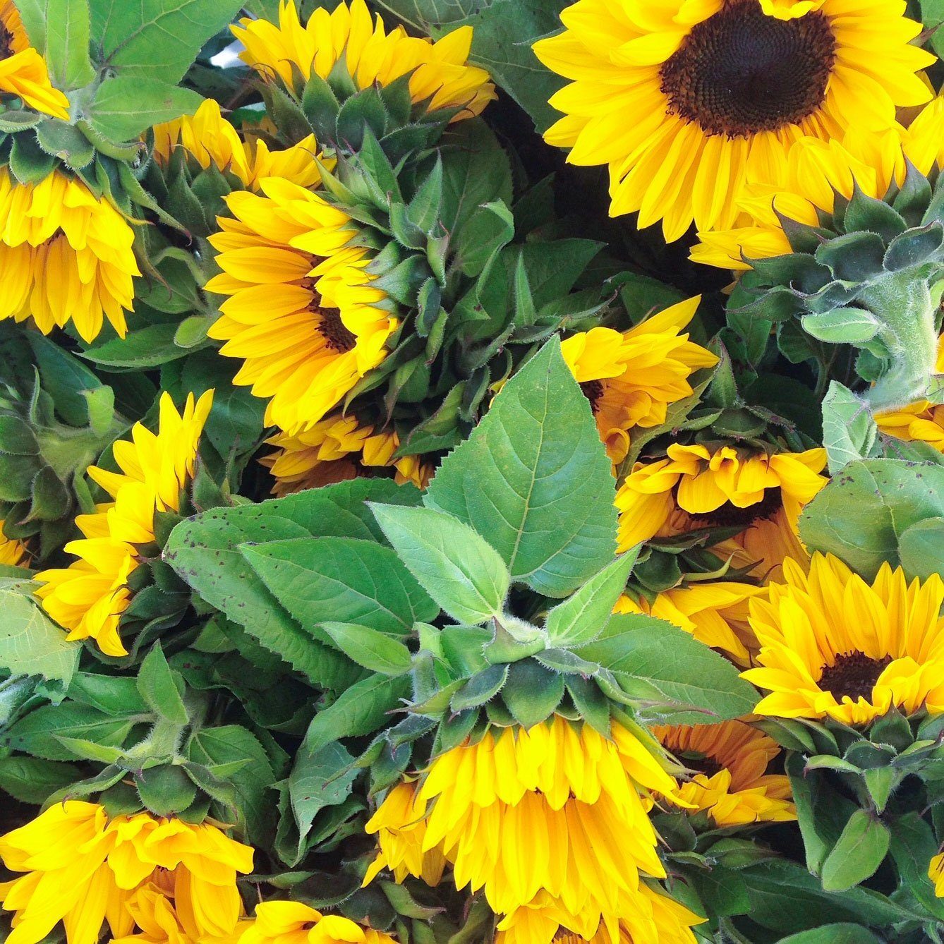 We <3 Farmer's Markets